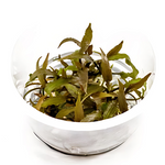D71TC Cryptocoryne Axelrodi TC