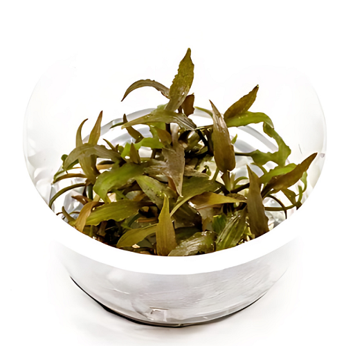 D71TC Cryptocoryne Axelrodi TC