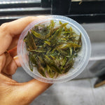 D80TC Cryptocoryne Beckettii TC