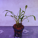 D9P Cryptocoryne Spiralis "Red" - Pot