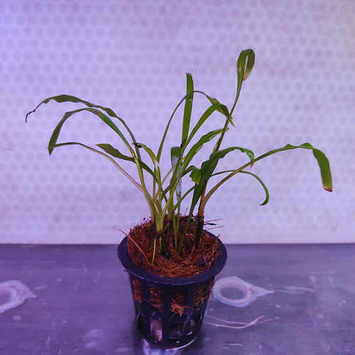D9P Cryptocoryne Spiralis "Red" - Pot