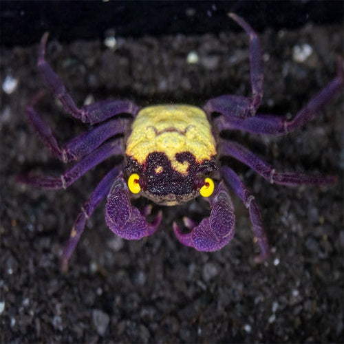 Dennerle Crab