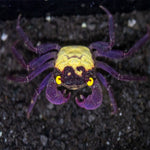 Dennerle Crab
