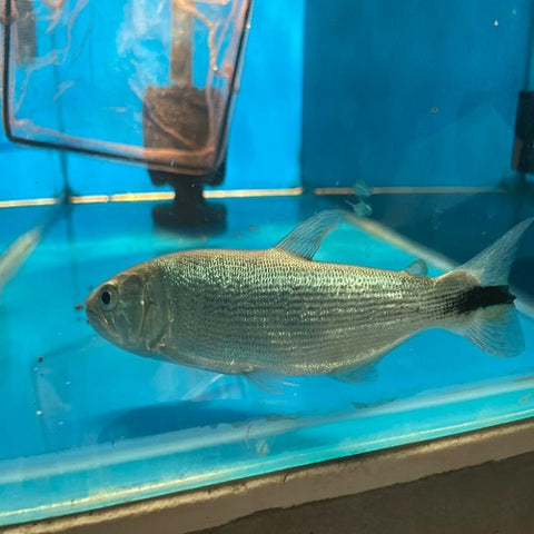 Doardo Cichlid 5-6