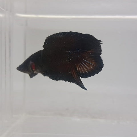 Double Tail Black Samurai Plakat Bettas