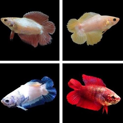 Double Tail Female Bettas