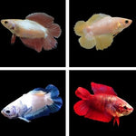 Double Tail Female Bettas