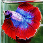 Double Tail Half Moon Bettas