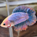 Double Tail Half Moon Female Bettas