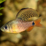 Drape Fin Barb 3-4cm