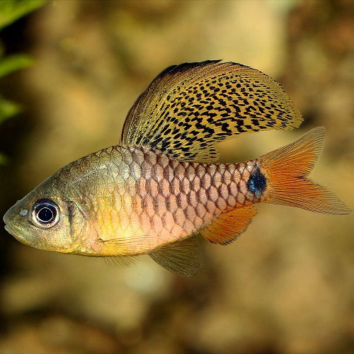Drape Fin Barb 3-4cm