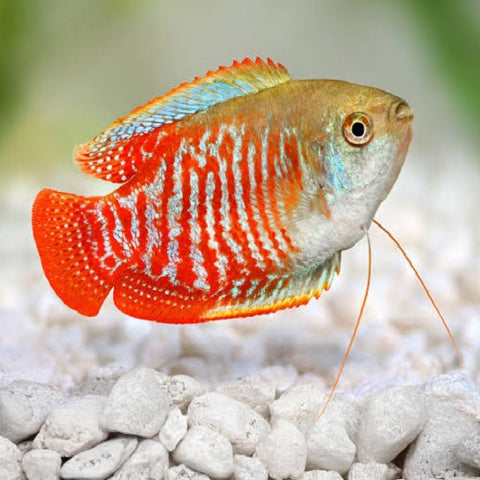 Dwarf Gourami 4cm