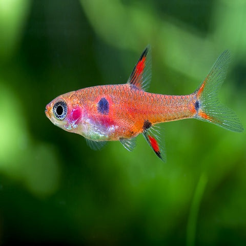 Dwarf Rasbora 2-2.2cm