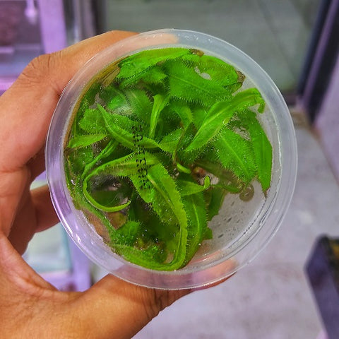 E2TC Drosera Adelae TC
