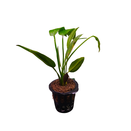 Echinodorus Cordifolius "Marble Queen Green" - Pot