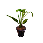 Echinodorus Cordifolius "Marble Queen Green" - Pot