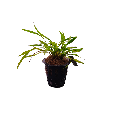 Echinodorus Tenellus 'Micro' - Pot