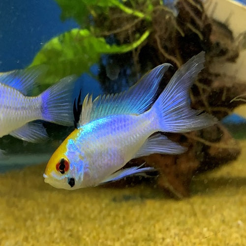 Electric Blue Veiltail Rama Rosy 4-4.5cm