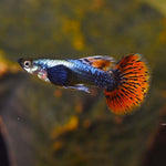 Elephant Ear Guppy Male M