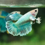 Elephant Ear Female Bettas
