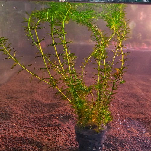 Elodea Anacharis - Pot