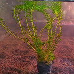Elodea Anacharis - Pot