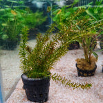 Elodea Anacharis - Pot