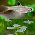 Emerald Green Eye Rasbora 2.5cm