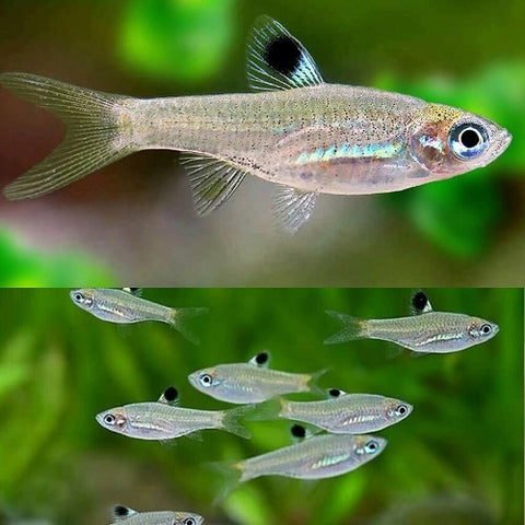 Emerald Green Eye Rasbora 2.5cm
