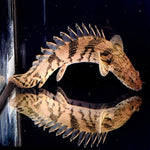 Endlicheri Bichir 2.5"