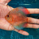 Eruption Discus 3"