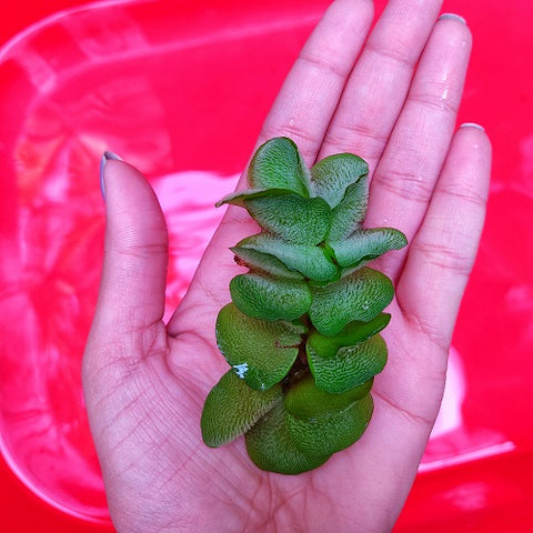 FP2 Salvinia Natans