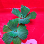 FP3 Pistia Stratiotes