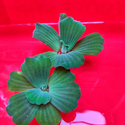 FP3 Pistia Stratiotes