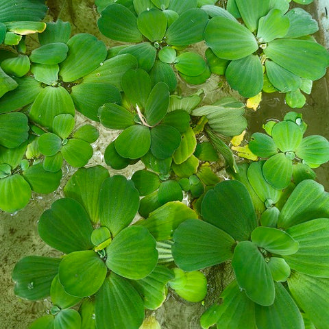 FP3 Pistia Stratiotes (All Size)