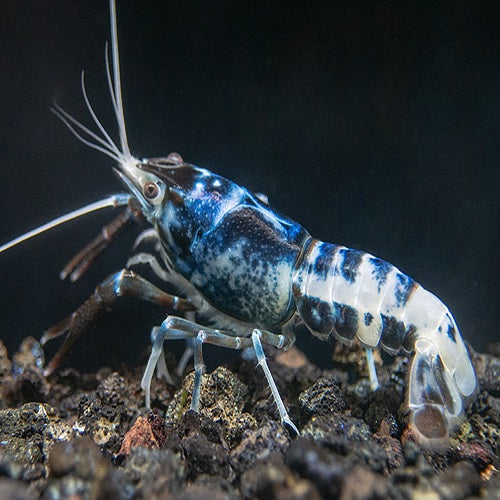 Fancy Blue Ghost Lobster L