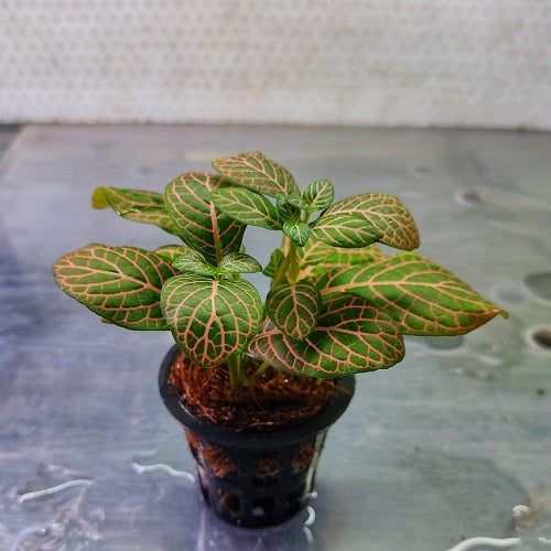 701/2 Fittonia Albivenis Pink