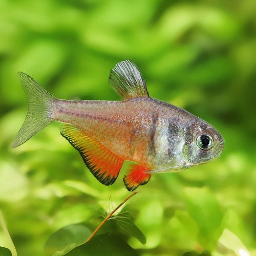 Flame Tetra 2.5cm