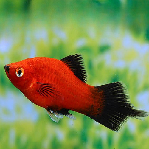 Flame Wagtail Platy 3-4cm IMP