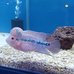 Flowerhorn SRD  With Head 4.5-5"