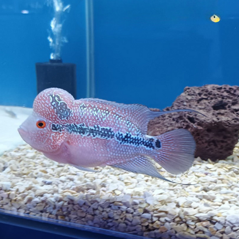 Flowerhorn SRD  With Head 4.5-5