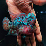 Flowerhorn SRD A+ 5" IMP