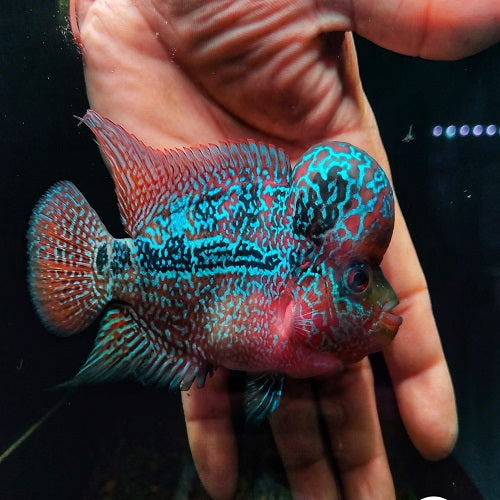 Flowerhorn SRD A+ 5" IMP