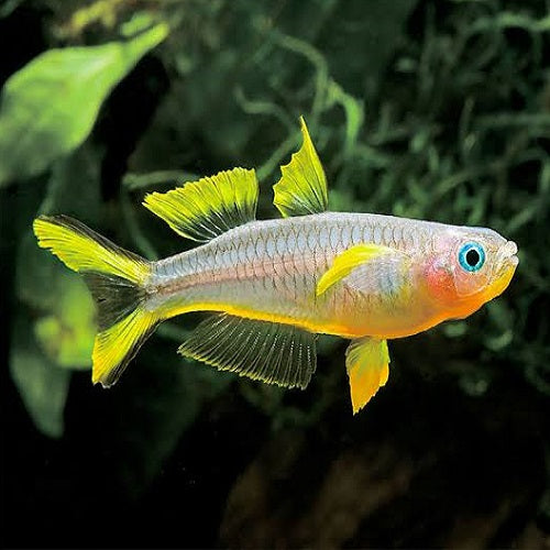 Forktail Rainbow 2.2cm