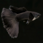 Full Black Guppy Male