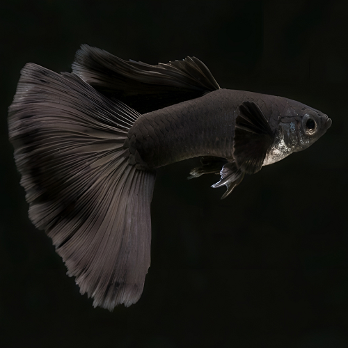 Full Black Guppy Male