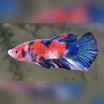 Galaxy Female Bettas