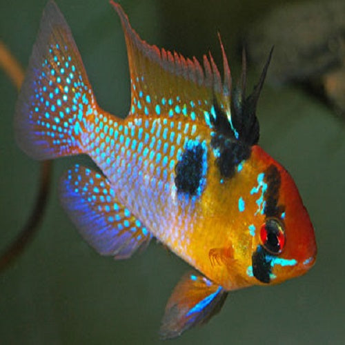 German Blue Rama Rosy 3cm IMP