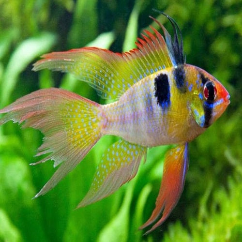 German Veiltail Rama Rosy 5cm