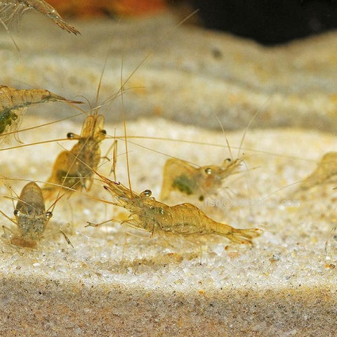 Ghost Feeding Shrimp 1.5-2